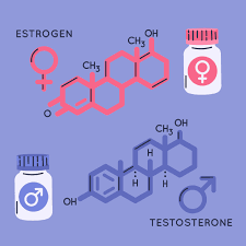 Image result for Estrogen