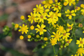 Image result for Senecio polyanthemoides