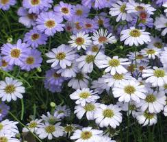 Image result for Brachycome