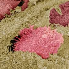 Connective tissues are flexible with. Extracellular Matrix Stock Photos Offset