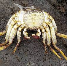 exoesqueleto del cangrejo