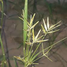 Image result for Cyperus deciduus
