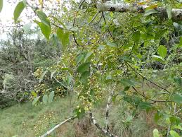 Image result for Secamone africana