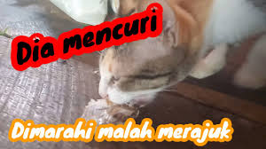 Namun ada syaratnya, pastikan masakanmu enak dan menarik untuk dipandang. Kucing Merajuk Kena Marah Habis Mencuri Ikan Asin Kucingku Tak Nak Makan Youtube