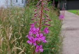 Maybe you would like to learn more about one of these? Identify Common Weeds Rhs Gardening