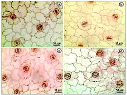 Image result for Crabbea cirsioides