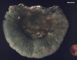 Image result for Russula perlactea