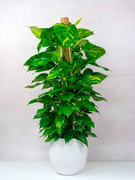 Image result for Epipremnum en casa