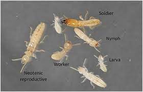 It is a worry that spawns several different questions. Fs338 Termite Prevention And Control Rutgers Njaes