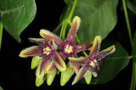 Image result for Periploca