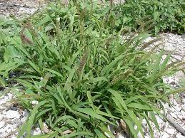 Image result for Setaria verticillata
