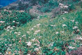 Image result for Fagopyrum snowdenii