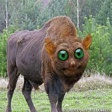 Here are some of the best. Photoshop Animated Gif Funny Photoshopped Animal Hybrids Facebook