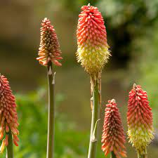 Check spelling or type a new query. How To Grow And Care For Red Hot Poker Plants