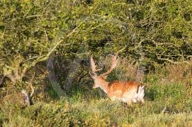 Check spelling or type a new query. Dovhjort By Lars Johansson Mostphotos