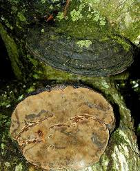 Image result for Phellinus igniarius