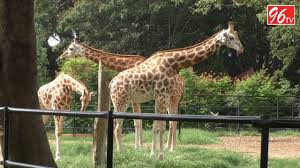 Must Watch Giraffe Running Wildly At Mysore Zoo Mysore Tour Places In 2020 Giraffe Running Mysore Zoo Giraffe