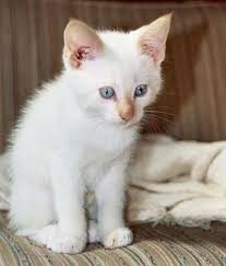 The siamese cat is a sociable breed originating in an old region of price range: White Flame Point Siamese Kitten Love These Kinds Of Kittens Used To Have Some Like This Cats Cute Cats And Kittens Tabby Cat