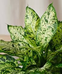 Image result for beautiful dieffenbachia