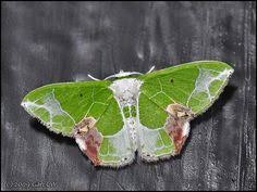 Image result for Isochaetes Beutenmuelleri and its moth form