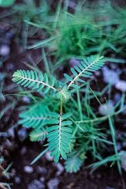 Image result for Aeschynomene afraspera