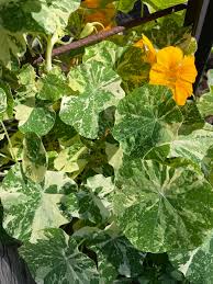 Image result for Dierama parviflorum