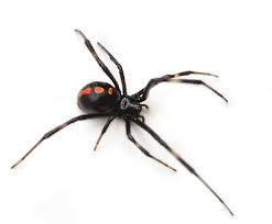 Like many spiders, the black widow spider eats other arachnids and insects that get caught in their webs. Southern Black Widow Spider Latrodectus Mactans Real Male Female Pair Dead Wet Ebay