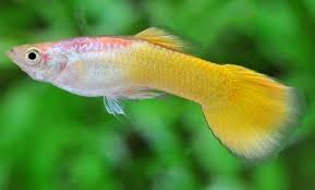 35 Different Types Of Guppies In The World With Beautiful Pictures Guppy Fish Guppy Best Aquarium Fish