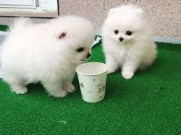 We offer the latest version of vaccines and microchips. Lovely Teacup Pomeranian Puppies For Sale For Sale Labeb Open