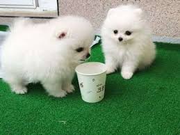 Afectionate yorkie puppies for free. Puppies For Adoption In Egypt The Y Guide