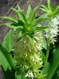 Image result for Eucomis autumnalis