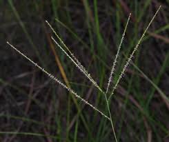 Image result for Axonopus