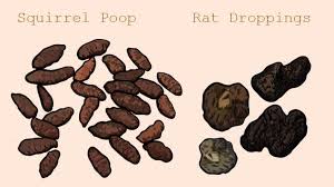 Image result for squirrel poop