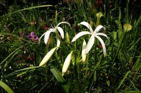 Image result for Crinum buphanoides