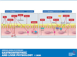 Ann n y acad sci. Effects Of Dietary Components On Intestinal Permeability In Health And Disease American Journal Of Physiology Gastrointestinal And Liver Physiology