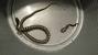 Are Garter Snakes Poisonous