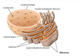 We did not find results for: Endoplasmic Reticulum Rough And Smooth Er Biology