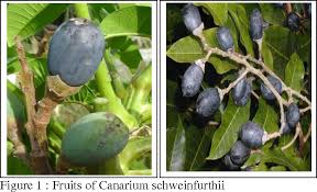 Image result for Canarium schweinfurthii
