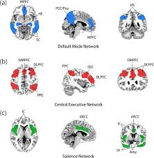 Brain Structural And Functional Changes In Patients With Major Depressive Disorder A Literature Review Peerj