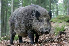 Anak babi hewan lucu daging daging babi pertanian tabungan celengan uang babi. 55 Gambar Babi Hutan Jantan Hd Gambar Pixabay