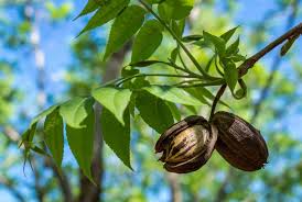 Image result for Carya illinoinensis