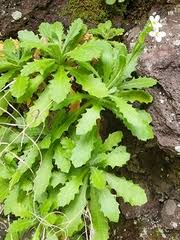 Image result for Erucastrum arabicum