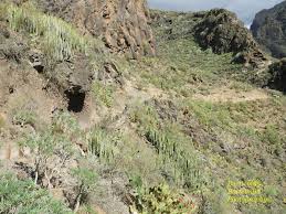 Image result for Stathmostelma gigantiflorum