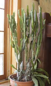 Have visually strong stems, needles, or hairs. Not An Actual Cactus Candelabra Cactus Is Easy To Grow