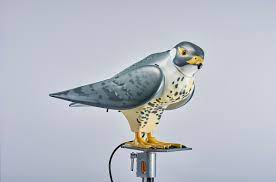 Birds of prey in the garden are not as common. Robop Wikipedia