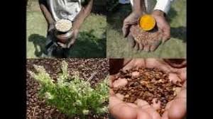 Image result for Lipocarpha atra