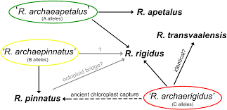 Image result for Rubus runssorensis