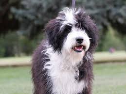 We love our doodles like part of the family and feel its essential to give them the best start. 23 Border Collie X Poodle For Sale L2sanpiero