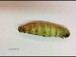 Mature larvae drop from leaves into soil to pupate; From Larva To Pupa Pupation Of Manduca Sexta Youtube