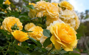 Maybe you would like to learn more about one of these? Rose Garden The Huntington
